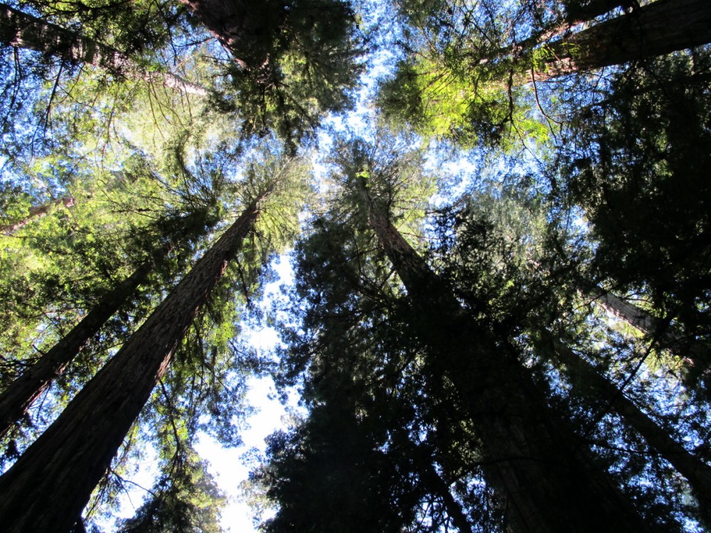 Redwoods at Armstrong Redwoods State Reserve