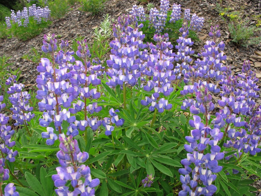 Lupines at Hurricane Ridge, Olympia National Park